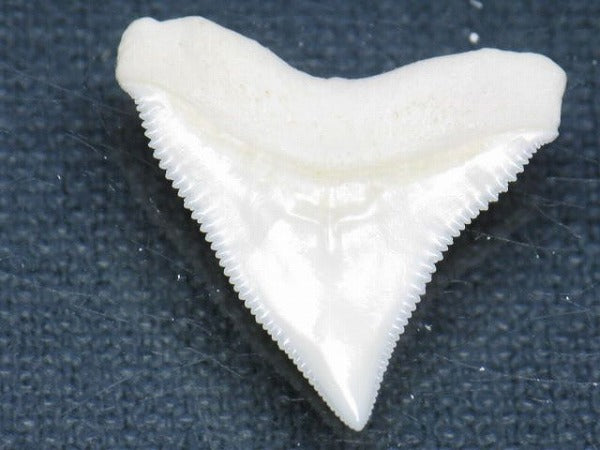 TOKO-BEADS PB015-69 Shark Tooth(Bull Shark L) 26mm PB015-69 サメの歯（オオメジロザメ Ｌ） 26mm Asian bead & African bead  Handmade,Lampeork,bead,asia,india,ethnic,parts,accessory,beads とんぼ玉,ビーズ,トンボ玉,アジア,インド,エスニック,手作り,パーツ,アクセサリー