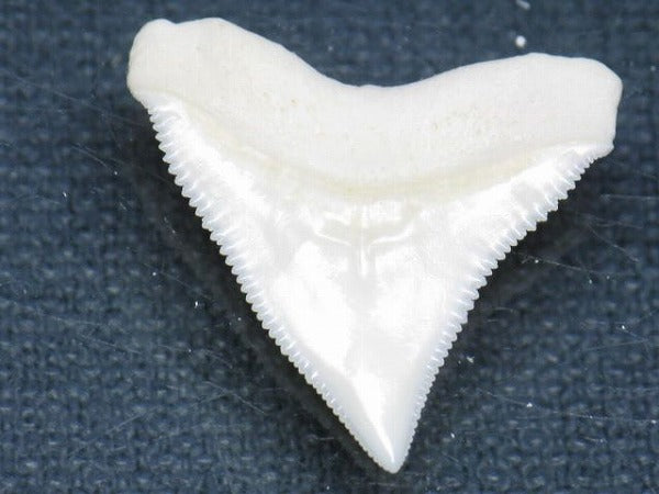 PB015-69サメの歯（オオメジロザメ Ｌ）26mm (5622944628888)