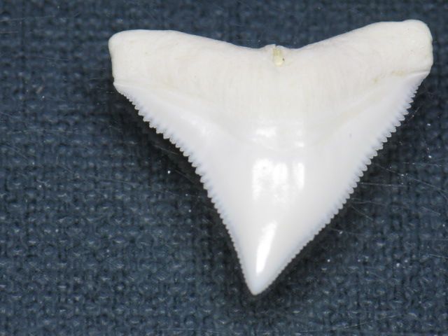 TOKO-BEADS PB015-69 Shark Tooth(Bull Shark L) 26mm PB015-69 サメの歯（オオメジロザメ Ｌ） 26mm Asian bead & African bead  Handmade,Lampeork,bead,asia,india,ethnic,parts,accessory,beads とんぼ玉,ビーズ,トンボ玉,アジア,インド,エスニック,手作り,パーツ,アクセサリー