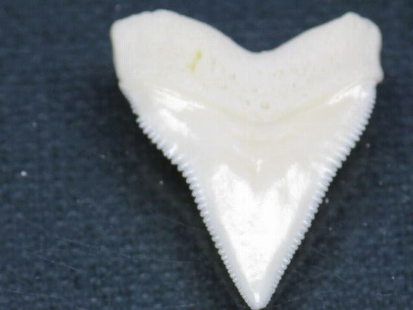 TOKO-BEADS PB015-70 Shark Tooth(Bull Shark L) 24mm PB015-70 サメの歯（オオメジロザメ Ｌ） 24mm Asian bead & African bead  Handmade,Lampeork,bead,asia,india,ethnic,parts,accessory,beads とんぼ玉,ビーズ,トンボ玉,アジア,インド,エスニック,手作り,パーツ,アクセサリー