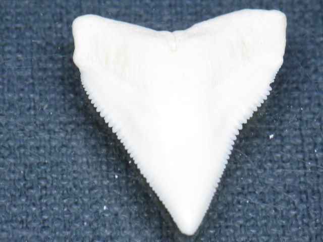 TOKO-BEADS PB015-70 Shark Tooth(Bull Shark L) 24mm PB015-70 サメの歯（オオメジロザメ Ｌ） 24mm Asian bead & African bead  Handmade,Lampeork,bead,asia,india,ethnic,parts,accessory,beads とんぼ玉,ビーズ,トンボ玉,アジア,インド,エスニック,手作り,パーツ,アクセサリー