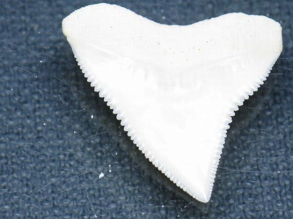 PB015-71サメの歯（オオメジロザメ Ｌ）25mm (5622945087640)