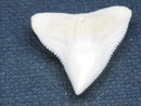 TOKO-BEADS PB015-71 Shark Tooth(Bull Shark L) 25mm PB015-71 サメの歯（オオメジロザメ Ｌ） 25mm Asian bead & African bead  Handmade,Lampeork,bead,asia,india,ethnic,parts,accessory,beads とんぼ玉,ビーズ,トンボ玉,アジア,インド,エスニック,手作り,パーツ,アクセサリー