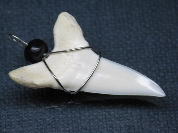 PB016-02サメの歯（アオザメ ワイヤー付 LL）36mm (5622918447256)
