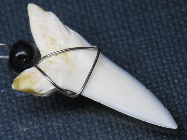 PB016-05サメの歯（アオザメ ワイヤー付 LL）35mm (5622918840472)