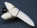 TOKO-BEADS PB016-06 Shark Tooth (Maco Shark with wire LL) 36mm PB016-06 サメの歯（アオザメ ワイヤー付 LL） 36mm Asian bead & African bead  Handmade,Lampeork,bead,asia,india,ethnic,parts,accessory,beads とんぼ玉,ビーズ,トンボ玉,アジア,インド,エスニック,手作り,パーツ,アクセサリー