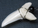TOKO-BEADS PB016-06 Shark Tooth (Maco Shark with wire LL) 36mm PB016-06 サメの歯（アオザメ ワイヤー付 LL） 36mm Asian bead & African bead  Handmade,Lampeork,bead,asia,india,ethnic,parts,accessory,beads とんぼ玉,ビーズ,トンボ玉,アジア,インド,エスニック,手作り,パーツ,アクセサリー