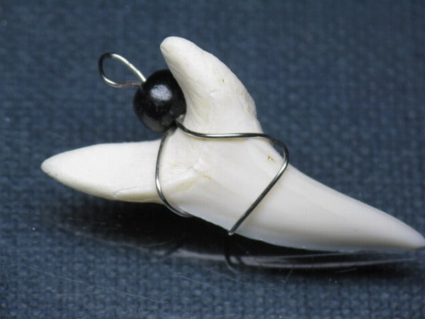 PB016-07サメの歯（アオザメ ワイヤー付 LL）37mm (5622919102616)