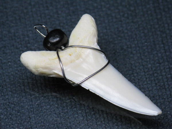 PB016-08サメの歯（アオザメ ワイヤー付 LL）36mm (5622919233688)