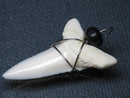 TOKO-BEADS PB016-08 Shark Tooth (Maco Shark with wire LL) 36mm PB016-08 サメの歯（アオザメ ワイヤー付 LL） 36mm Asian bead & African bead  Handmade,Lampeork,bead,asia,india,ethnic,parts,accessory,beads とんぼ玉,ビーズ,トンボ玉,アジア,インド,エスニック,手作り,パーツ,アクセサリー