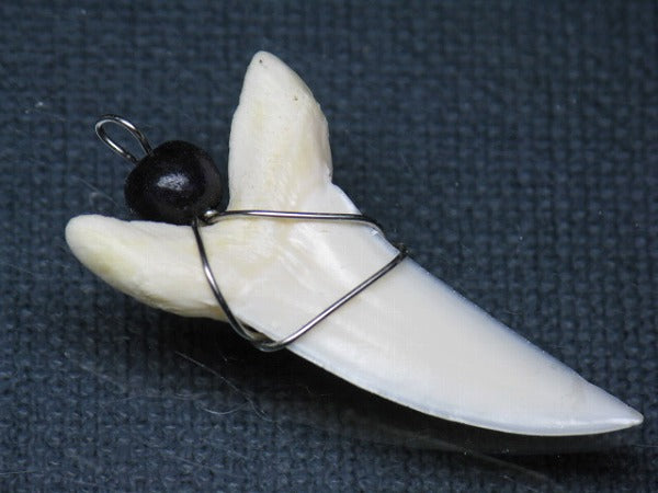 PB016-09サメの歯（アオザメ ワイヤー付 LL）37mm (5622919430296)