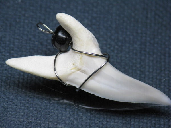 PB016-10サメの歯（アオザメ ワイヤー付 LL）42mm (5622919495832)