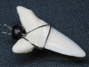 TOKO-BEADS PB016-11 Shark Tooth (Maco Shark with wire LL) 31mm PB016-11 サメの歯（アオザメ ワイヤー付 LL） 31mm Asian bead & African bead  Handmade,Lampeork,bead,asia,india,ethnic,parts,accessory,beads とんぼ玉,ビーズ,トンボ玉,アジア,インド,エスニック,手作り,パーツ,アクセサリー