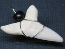 TOKO-BEADS PB016-12 Shark Tooth (Maco Shark with wire LL) 33mm PB016-12 サメの歯（アオザメ ワイヤー付 LL） 33mm Asian bead & African bead  Handmade,Lampeork,bead,asia,india,ethnic,parts,accessory,beads とんぼ玉,ビーズ,トンボ玉,アジア,インド,エスニック,手作り,パーツ,アクセサリー