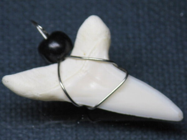 PB016-12サメの歯（アオザメ ワイヤー付 LL）33mm (5622919790744)