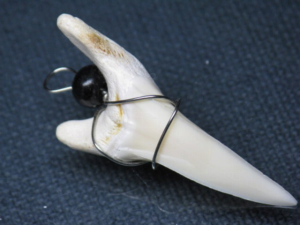 TOKO-BEADS PB016-13 Shark Tooth (Maco Shark with wire LL) 41mm PB016-13 サメの歯（アオザメ ワイヤー付 LL） 41mm Asian bead & African bead  Handmade,Lampeork,bead,asia,india,ethnic,parts,accessory,beads とんぼ玉,ビーズ,トンボ玉,アジア,インド,エスニック,手作り,パーツ,アクセサリー