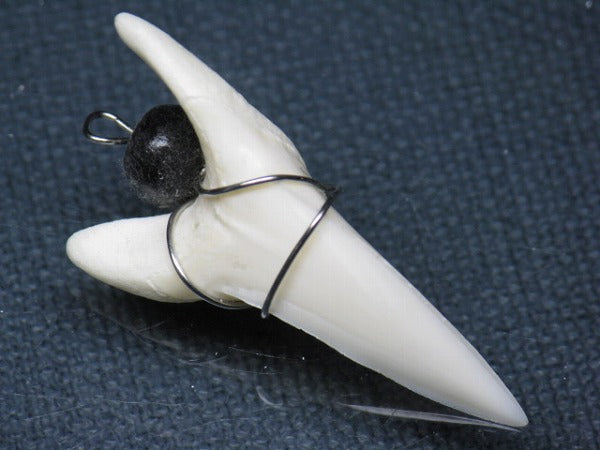 TOKO-BEADS PB016-15 Shark Tooth (Maco Shark with wire LL) 39mm PB016-15 サメの歯（アオザメ ワイヤー付 LL） 39mm Asian bead & African bead  Handmade,Lampeork,bead,asia,india,ethnic,parts,accessory,beads とんぼ玉,ビーズ,トンボ玉,アジア,インド,エスニック,手作り,パーツ,アクセサリー