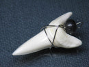 TOKO-BEADS PB016-15 Shark Tooth (Maco Shark with wire LL) 39mm PB016-15 サメの歯（アオザメ ワイヤー付 LL） 39mm Asian bead & African bead  Handmade,Lampeork,bead,asia,india,ethnic,parts,accessory,beads とんぼ玉,ビーズ,トンボ玉,アジア,インド,エスニック,手作り,パーツ,アクセサリー