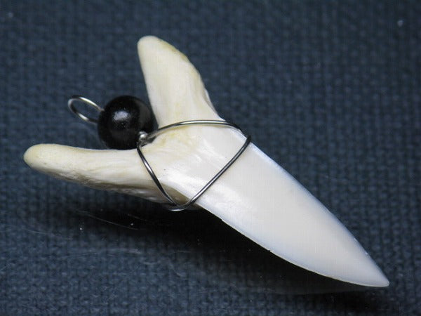 PB016-16サメの歯（アオザメ ワイヤー付 LL）38mm (5622920249496)