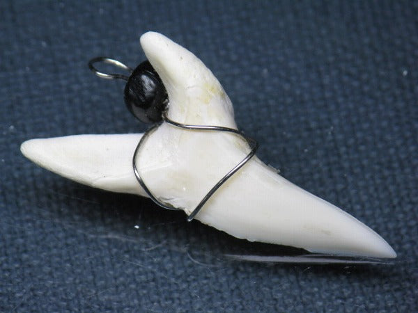TOKO-BEADS PB016-17 Shark Tooth (Maco Shark with wire LL) 39mm PB016-17 サメの歯（アオザメ ワイヤー付 LL） 39mm Asian bead & African bead  Handmade,Lampeork,bead,asia,india,ethnic,parts,accessory,beads とんぼ玉,ビーズ,トンボ玉,アジア,インド,エスニック,手作り,パーツ,アクセサリー