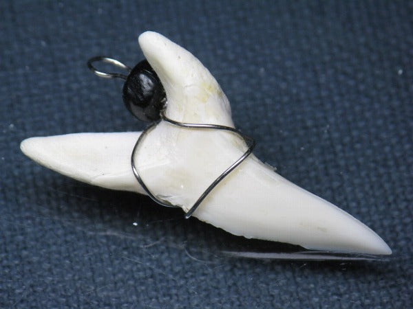 PB016-17サメの歯（アオザメ ワイヤー付 LL）39mm (5622920413336)