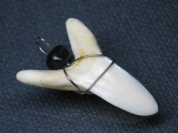 PB016-18サメの歯（アオザメ ワイヤー付 LL）33mm (5622920511640)