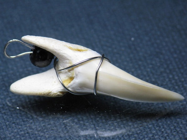 PB016-19サメの歯（アオザメ ワイヤー付 LL）37mm (5622920675480)