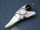 TOKO-BEADS PB016-19 Shark Tooth (Maco Shark with wire LL) 37mm PB016-19 サメの歯（アオザメ ワイヤー付 LL） 37mm Asian bead & African bead  Handmade,Lampeork,bead,asia,india,ethnic,parts,accessory,beads とんぼ玉,ビーズ,トンボ玉,アジア,インド,エスニック,手作り,パーツ,アクセサリー