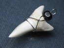 TOKO-BEADS PB016-20 Shark Tooth (Maco Shark with wire LL) 39mm PB016-20 サメの歯（アオザメ ワイヤー付 LL） 39mm Asian bead & African bead  Handmade,Lampeork,bead,asia,india,ethnic,parts,accessory,beads とんぼ玉,ビーズ,トンボ玉,アジア,インド,エスニック,手作り,パーツ,アクセサリー