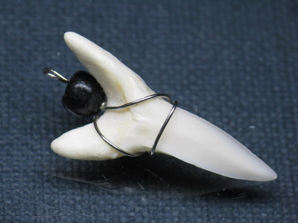 PB016-21サメの歯（アオザメ ワイヤー付 LL）35mm (5622921003160)