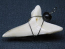 TOKO-BEADS PB016-22 Shark Tooth (Maco Shark with wire LL) 38mm PB016-22 サメの歯（アオザメ ワイヤー付 LL） 38mm Asian bead & African bead  Handmade,Lampeork,bead,asia,india,ethnic,parts,accessory,beads とんぼ玉,ビーズ,トンボ玉,アジア,インド,エスニック,手作り,パーツ,アクセサリー