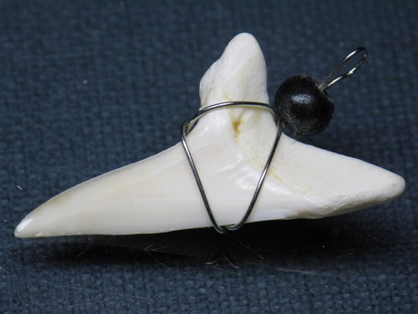 PB016-22サメの歯（アオザメ ワイヤー付 LL）38mm (5622921101464)