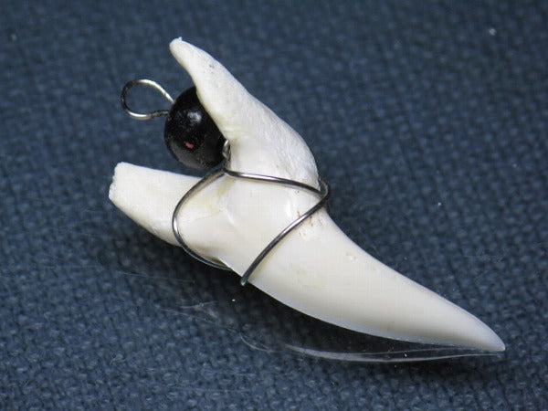 PB016-23サメの歯（アオザメ ワイヤー付 LL）33mm (5622921363608)