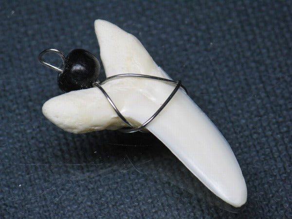 PB016-24サメの歯（アオザメ ワイヤー付 LL）34mm (5622921560216)