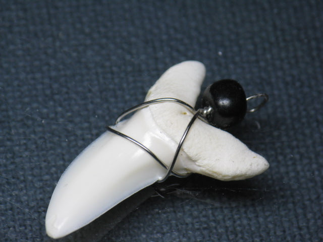 TOKO-BEADS PB016-24 Shark Tooth (Maco Shark with wire LL) 34mm PB016-24 サメの歯（アオザメ ワイヤー付 LL） 34mm Asian bead & African bead  Handmade,Lampeork,bead,asia,india,ethnic,parts,accessory,beads とんぼ玉,ビーズ,トンボ玉,アジア,インド,エスニック,手作り,パーツ,アクセサリー