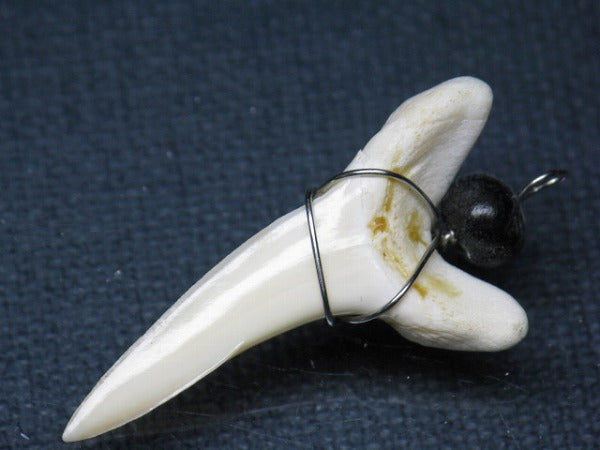 PB016-25サメの歯（アオザメ ワイヤー付 LL）38mm (5622921658520)