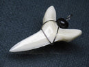TOKO-BEADS PB016-26 Shark Tooth (Maco Shark with wire LL) 33mm PB016-26 サメの歯（アオザメ ワイヤー付 LL） 33mm Asian bead & African bead  Handmade,Lampeork,bead,asia,india,ethnic,parts,accessory,beads とんぼ玉,ビーズ,トンボ玉,アジア,インド,エスニック,手作り,パーツ,アクセサリー