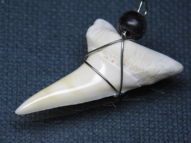 TOKO-BEADS PB016-27 Shark Tooth (Maco Shark with wire LL) 38mm PB016-27 サメの歯（アオザメ ワイヤー付 LL） 38mm Asian bead & African bead  Handmade,Lampeork,bead,asia,india,ethnic,parts,accessory,beads とんぼ玉,ビーズ,トンボ玉,アジア,インド,エスニック,手作り,パーツ,アクセサリー
