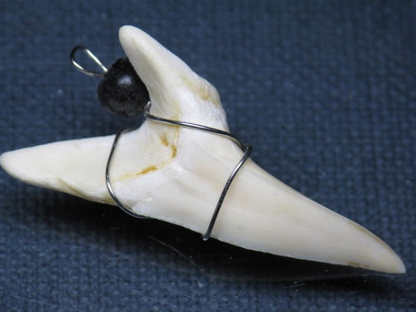 PB016-30サメの歯（アオザメ ワイヤー付 LL）42mm (5622922412184)