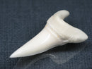 TOKO-BEADS PB017-01 Shark Tooth (Mako Shark XL) 40mm PB017-01 サメの歯（アオザメXL) 40mm Asian bead & African bead  Handmade,Lampeork,bead,asia,india,ethnic,parts,accessory,beads とんぼ玉,ビーズ,トンボ玉,アジア,インド,エスニック,手作り,パーツ,アクセサリー