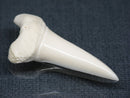 TOKO-BEADS PB017-02 Shark Tooth (Mako Shark XL) 40mm PB017-02 サメの歯（アオザメXL) 40mm Asian bead & African bead  Handmade,Lampeork,bead,asia,india,ethnic,parts,accessory,beads とんぼ玉,ビーズ,トンボ玉,アジア,インド,エスニック,手作り,パーツ,アクセサリー