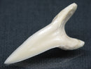 TOKO-BEADS PB017-03 Shark Tooth (Mako Shark XL) 41mm PB017-03 サメの歯（アオザメXL) 41mm Asian bead & African bead  Handmade,Lampeork,bead,asia,india,ethnic,parts,accessory,beads とんぼ玉,ビーズ,トンボ玉,アジア,インド,エスニック,手作り,パーツ,アクセサリー