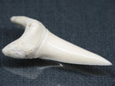TOKO-BEADS PB017-03 Shark Tooth (Mako Shark XL) 41mm PB017-03 サメの歯（アオザメXL) 41mm Asian bead & African bead  Handmade,Lampeork,bead,asia,india,ethnic,parts,accessory,beads とんぼ玉,ビーズ,トンボ玉,アジア,インド,エスニック,手作り,パーツ,アクセサリー
