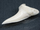 TOKO-BEADS PB017-03 Shark Tooth (Mako Shark XL) 41mm PB017-03 サメの歯（アオザメXL) 41mm Asian bead & African bead  Handmade,Lampeork,bead,asia,india,ethnic,parts,accessory,beads とんぼ玉,ビーズ,トンボ玉,アジア,インド,エスニック,手作り,パーツ,アクセサリー