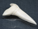 TOKO-BEADS PB017-04 Shark Tooth (Mako Shark XL) 41mm PB017-04 サメの歯（アオザメXL) 41mm Asian bead & African bead  Handmade,Lampeork,bead,asia,india,ethnic,parts,accessory,beads とんぼ玉,ビーズ,トンボ玉,アジア,インド,エスニック,手作り,パーツ,アクセサリー
