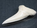 TOKO-BEADS PB017-04 Shark Tooth (Mako Shark XL) 41mm PB017-04 サメの歯（アオザメXL) 41mm Asian bead & African bead  Handmade,Lampeork,bead,asia,india,ethnic,parts,accessory,beads とんぼ玉,ビーズ,トンボ玉,アジア,インド,エスニック,手作り,パーツ,アクセサリー