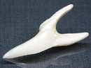 TOKO-BEADS PB017-05 Shark Tooth (Mako Shark XL) 41mm PB017-05 サメの歯（アオザメXL) 41mm Asian bead & African bead  Handmade,Lampeork,bead,asia,india,ethnic,parts,accessory,beads とんぼ玉,ビーズ,トンボ玉,アジア,インド,エスニック,手作り,パーツ,アクセサリー