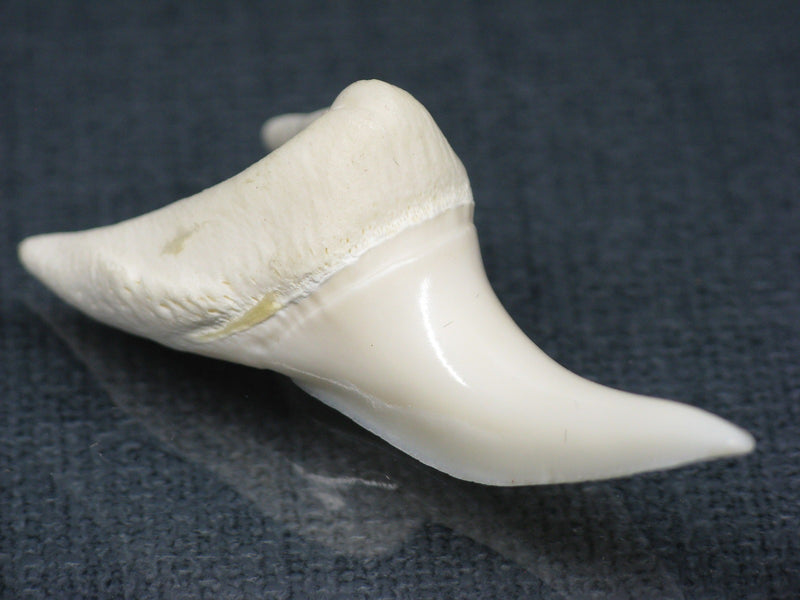 TOKO-BEADS PB017-05 Shark Tooth (Mako Shark XL) 41mm PB017-05 サメの歯（アオザメXL) 41mm Asian bead & African bead  Handmade,Lampeork,bead,asia,india,ethnic,parts,accessory,beads とんぼ玉,ビーズ,トンボ玉,アジア,インド,エスニック,手作り,パーツ,アクセサリー