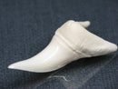 TOKO-BEADS PB017-05 Shark Tooth (Mako Shark XL) 41mm PB017-05 サメの歯（アオザメXL) 41mm Asian bead & African bead  Handmade,Lampeork,bead,asia,india,ethnic,parts,accessory,beads とんぼ玉,ビーズ,トンボ玉,アジア,インド,エスニック,手作り,パーツ,アクセサリー