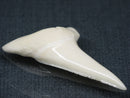 TOKO-BEADS PB017-06 Shark Tooth (Mako Shark XL) 41mm PB017-06 サメの歯（アオザメXL) 41mm Asian bead & African bead  Handmade,Lampeork,bead,asia,india,ethnic,parts,accessory,beads とんぼ玉,ビーズ,トンボ玉,アジア,インド,エスニック,手作り,パーツ,アクセサリー